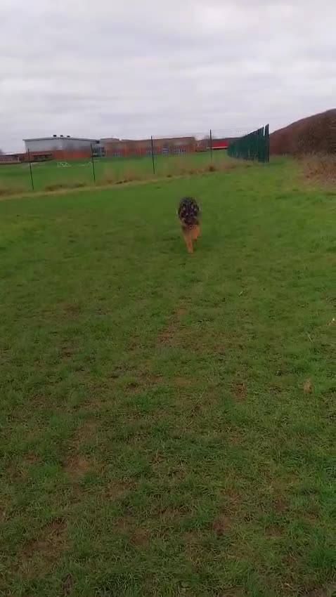 German Shepherd dogs for sale: Long haired German shepard - Video 1