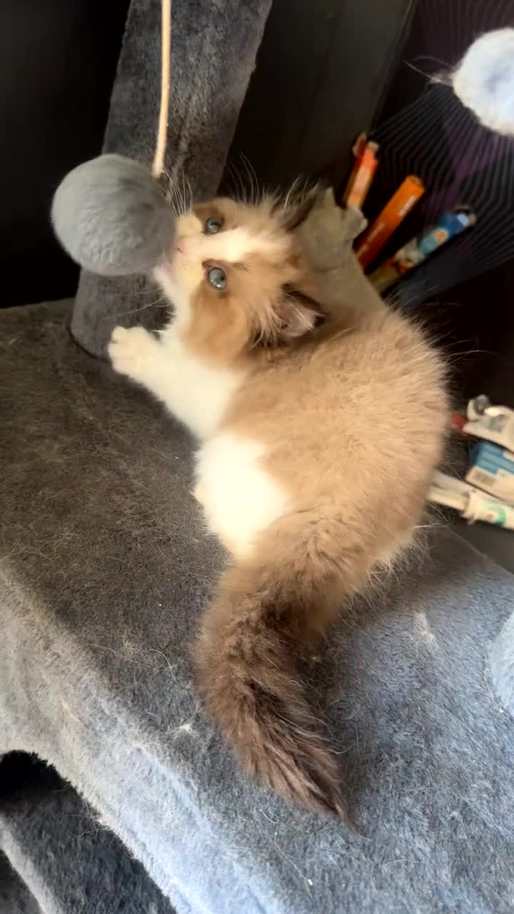 Ragdoll cats for sale: Tortie flame mink sepia cherubim tica females  - Video 2