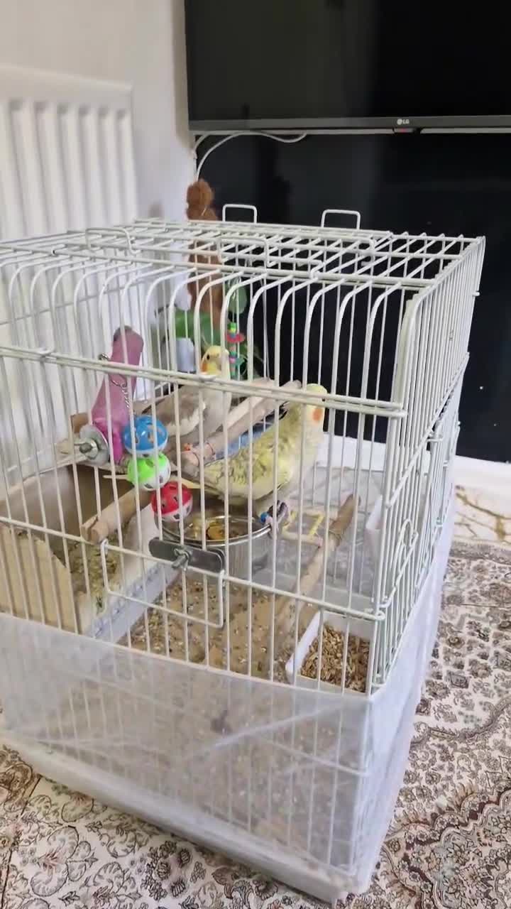 Cockatiels birds for sale: Cockatiels  - Video 1