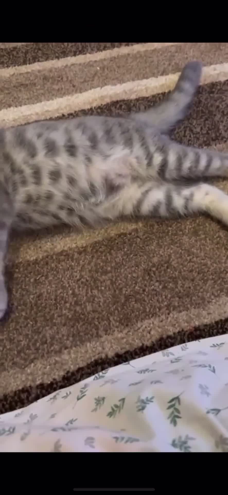 British Shorthair cats for sale: Beautifull female British shorthair 5 months 🩷🩷 - Video 2