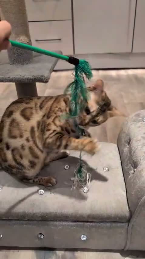 Bengal cats for sale: Beautiful Retired Female Bengal - Video 3