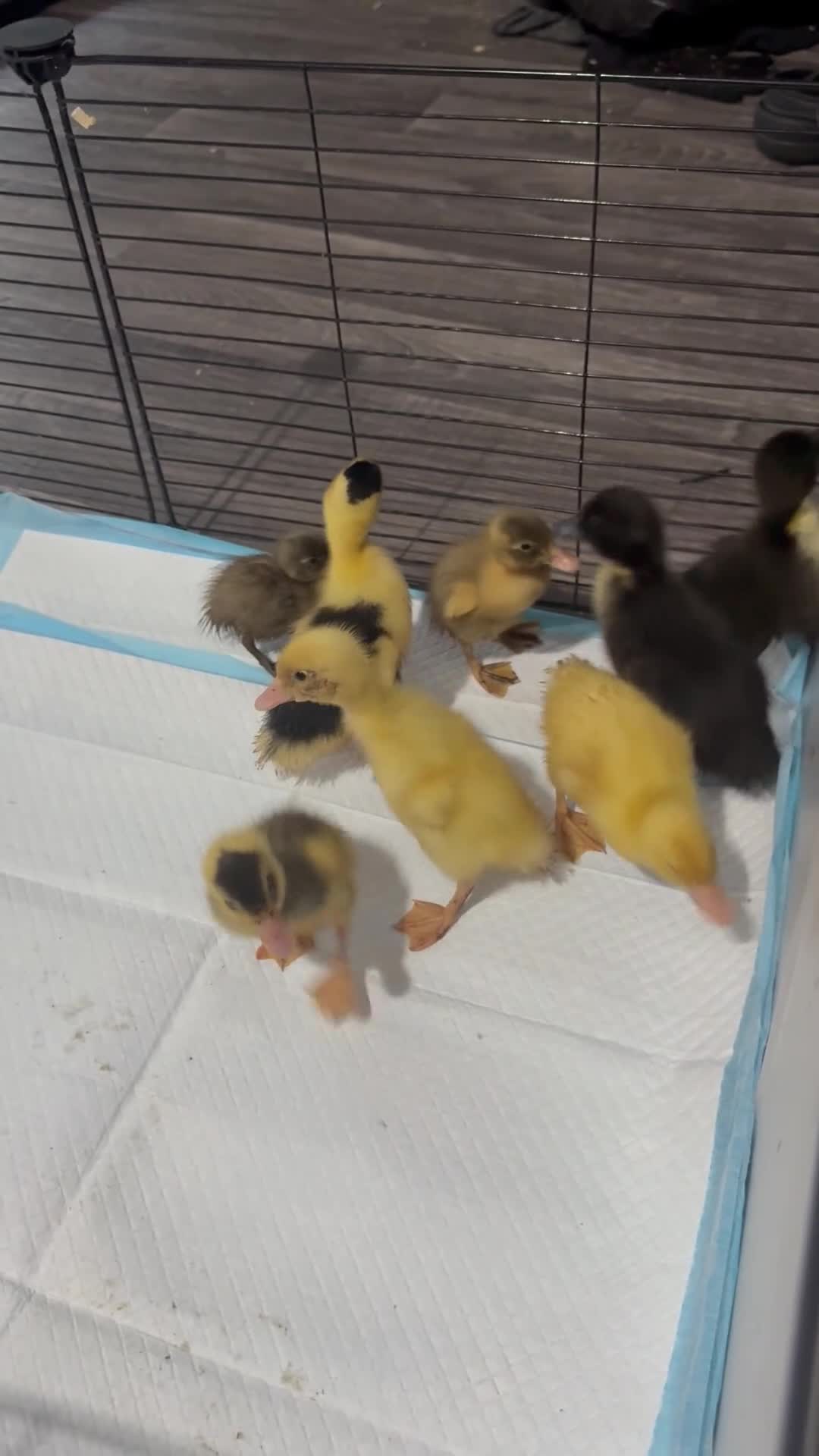 Ducks poultry for sale: Ducklings  - Video 1