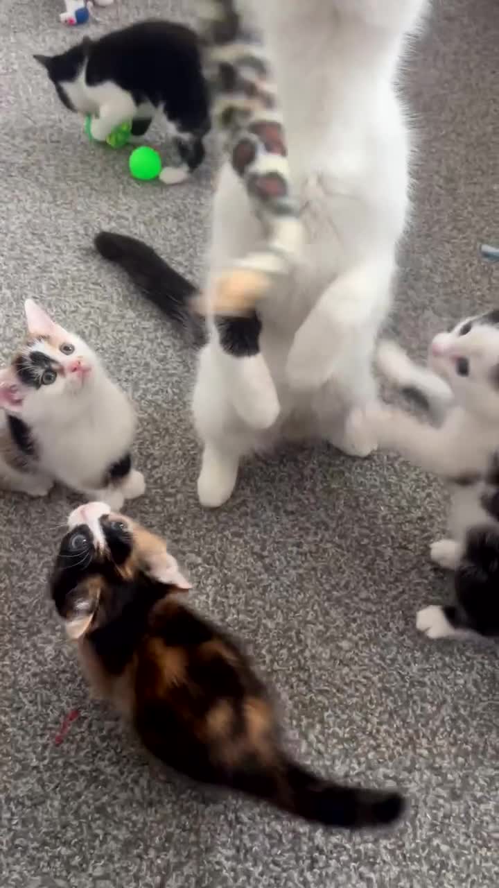 Domestic Shorthair cats for sale: Kittens needing homes asap in durham - Video 1