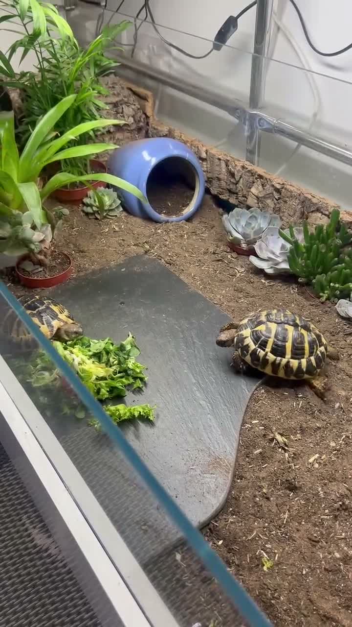 Tortoise reptiles for sale: Two Hermann’s tortoises free to a responsible home - Video 2