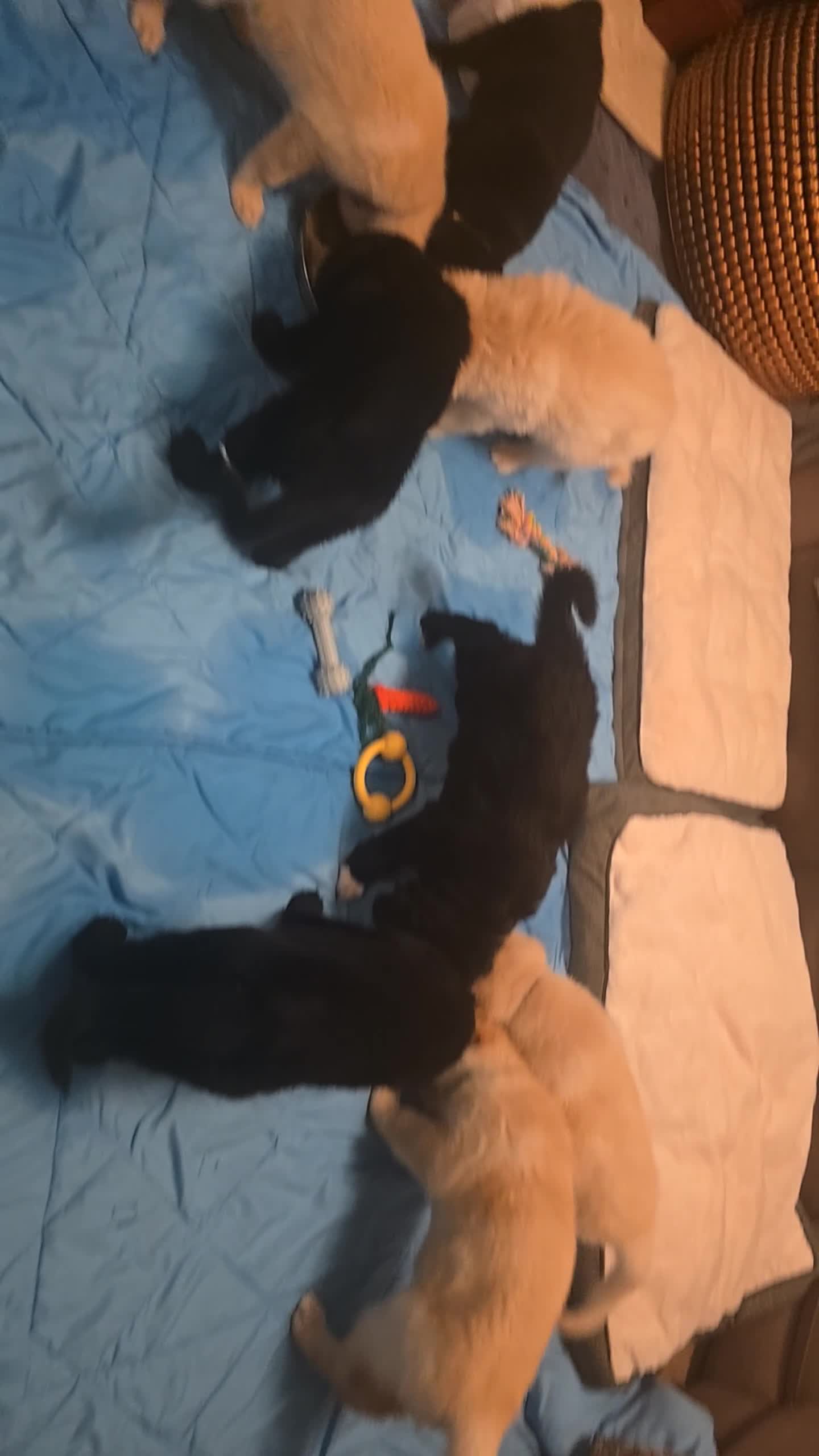 Mixed Breed dogs for sale: Ethically Raised Shepradors - 3 left - Video 1