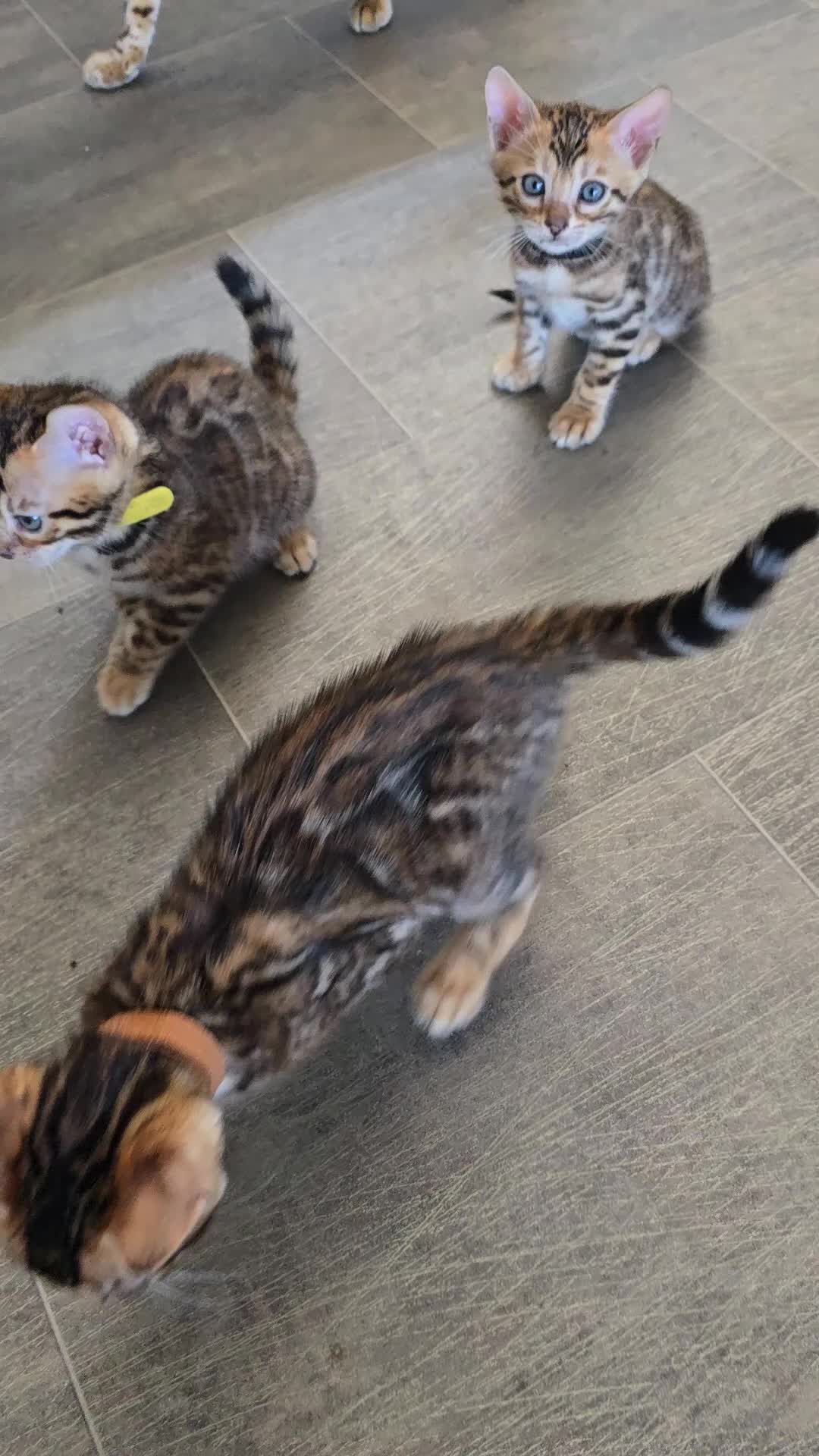 Bengal cats for sale: Pure bengal kittens  - Video 1