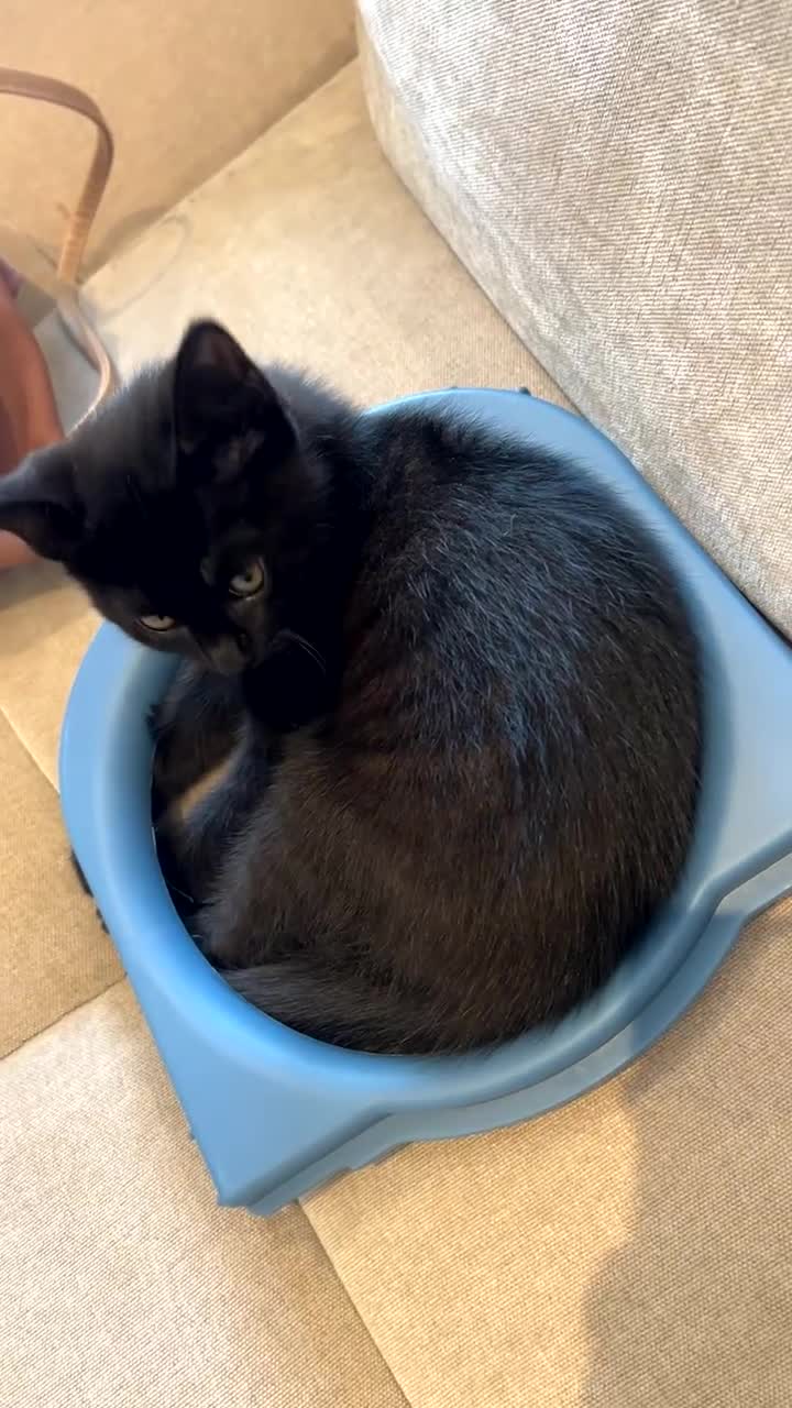 Mixed Breed cats for sale: British Shorthair Cross Kittens - 8 Weeks - Video 2