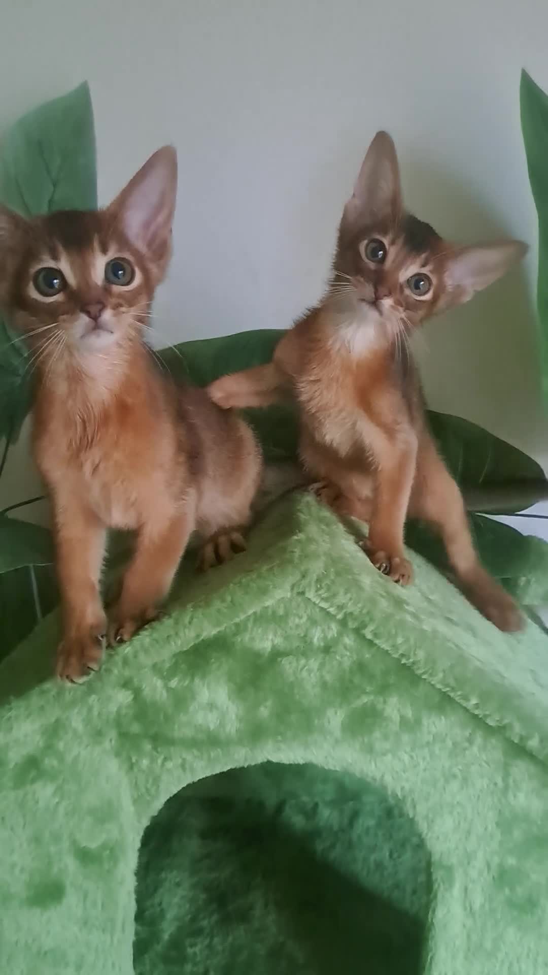 Abyssinian cats for sale: 5⭐️ TICA Pedigree Abyssinian Kittens - Video 2