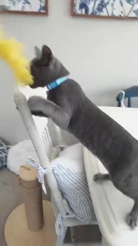 Russian Blue cats for sale: 5 Pure Pedigree Russian Blue Kittens *LAST MALE* - Video 1