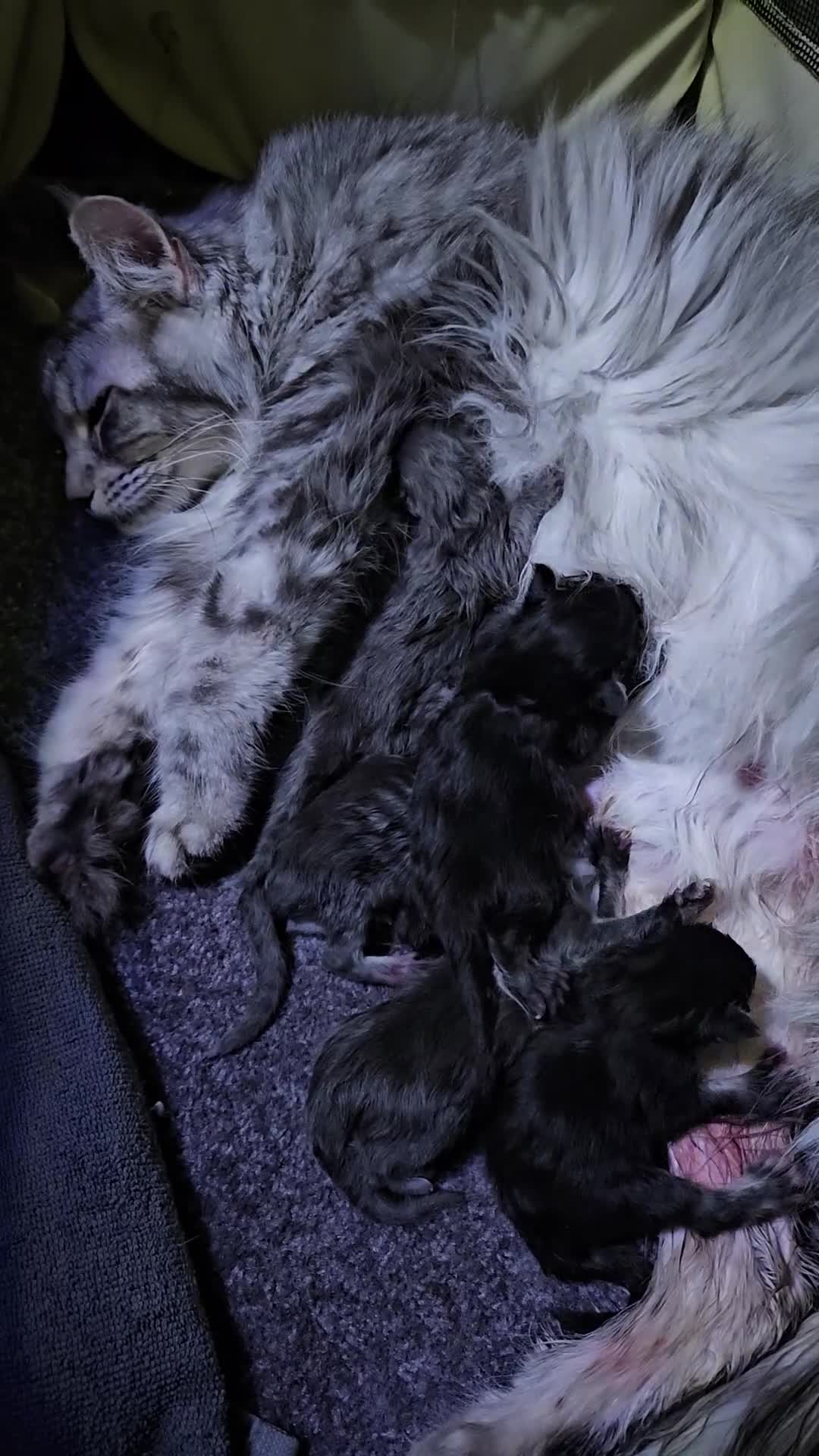 Maine Coon cats for sale: FOR RESERVATION POLYDACTLY XXL MAINE COON - Video 1