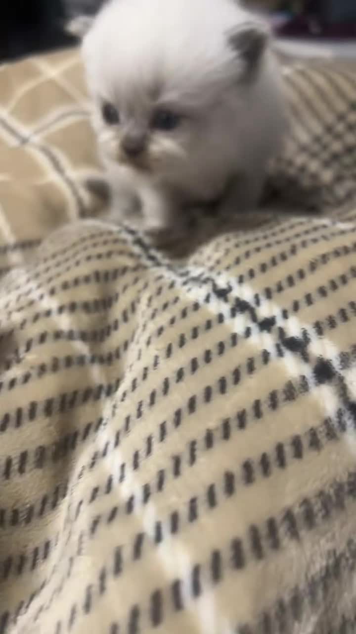 British Longhair cats for sale: Exquisite Kittens Persian Mum Registered BLH Dad - Video 1