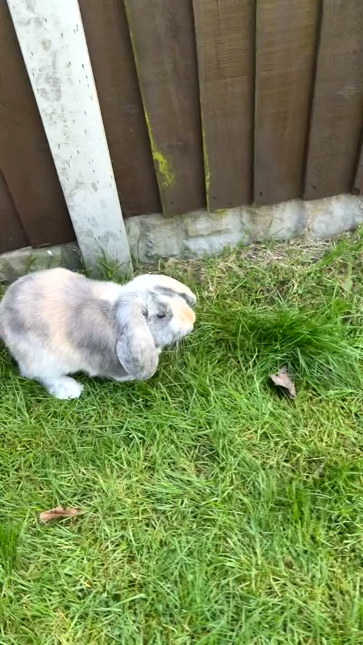 English Lop rabbits for sale: Merl English lop - Video 2