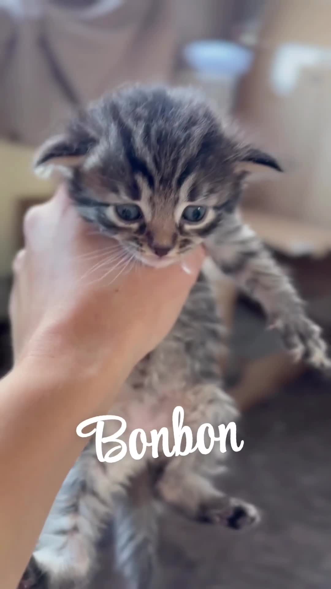 Siberian cats for sale: Siberian x kittens  - Video 1