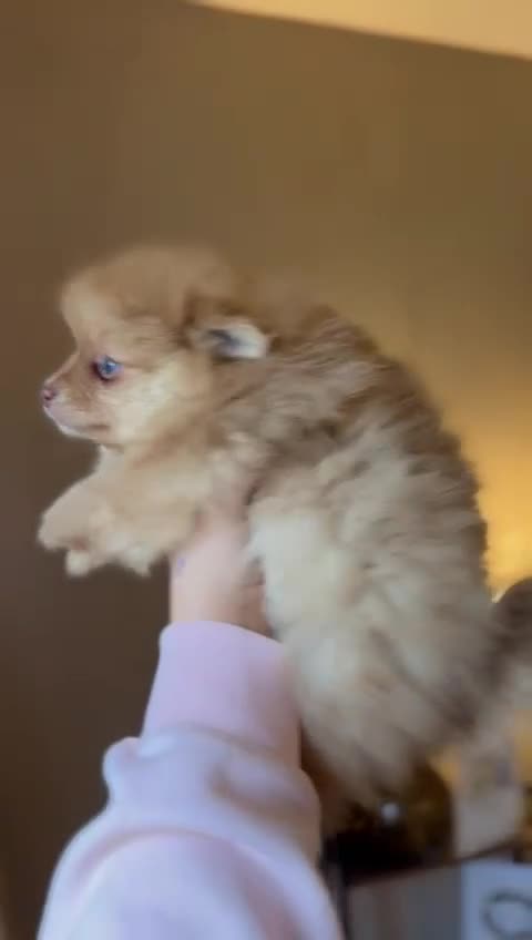 Pomeranian dogs for sale: Pomeranian Merle girl - Video 1