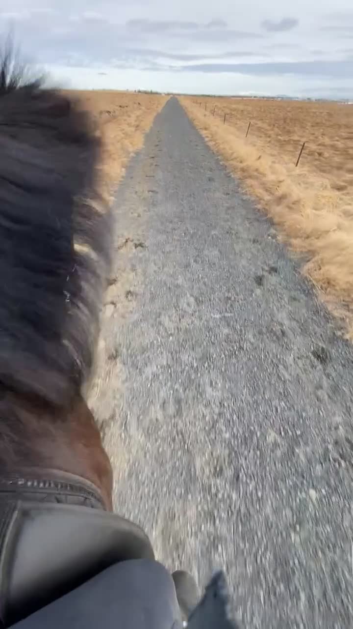 Icelandic horse horses for sale: Icelandic mare  - Video 1