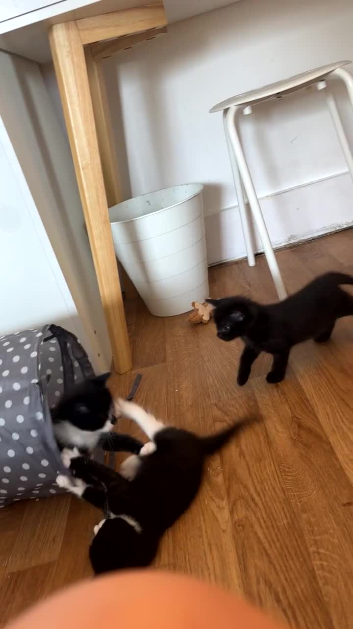 Mixed Breed cats for sale: Playful kittens looking for a loving home  - Video 3