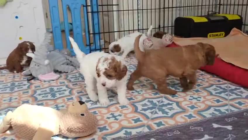 Cavapoo dogs for sale: All puppies reserved. - Video 5