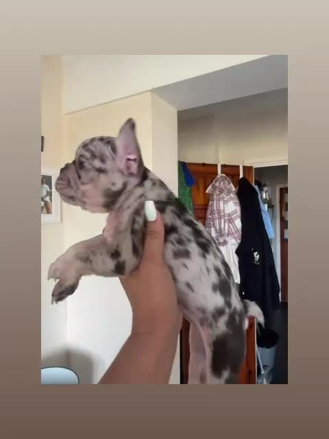 French Bulldog dogs for sale: *REDUCED* Beautiful male  French bulldog puppy  - Video 1