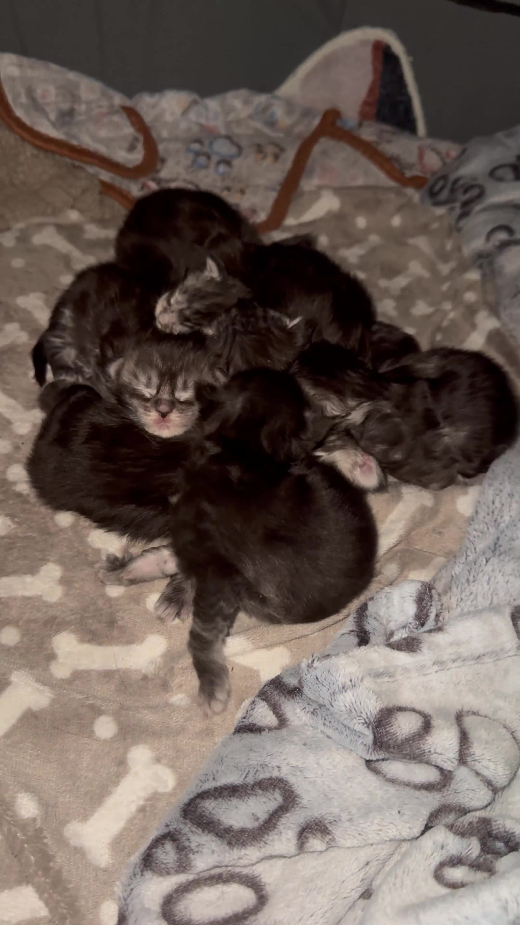 Maine Coon cats for sale: Russian XL maine coons looking HOME!❤️❤️❤️ - Video 2