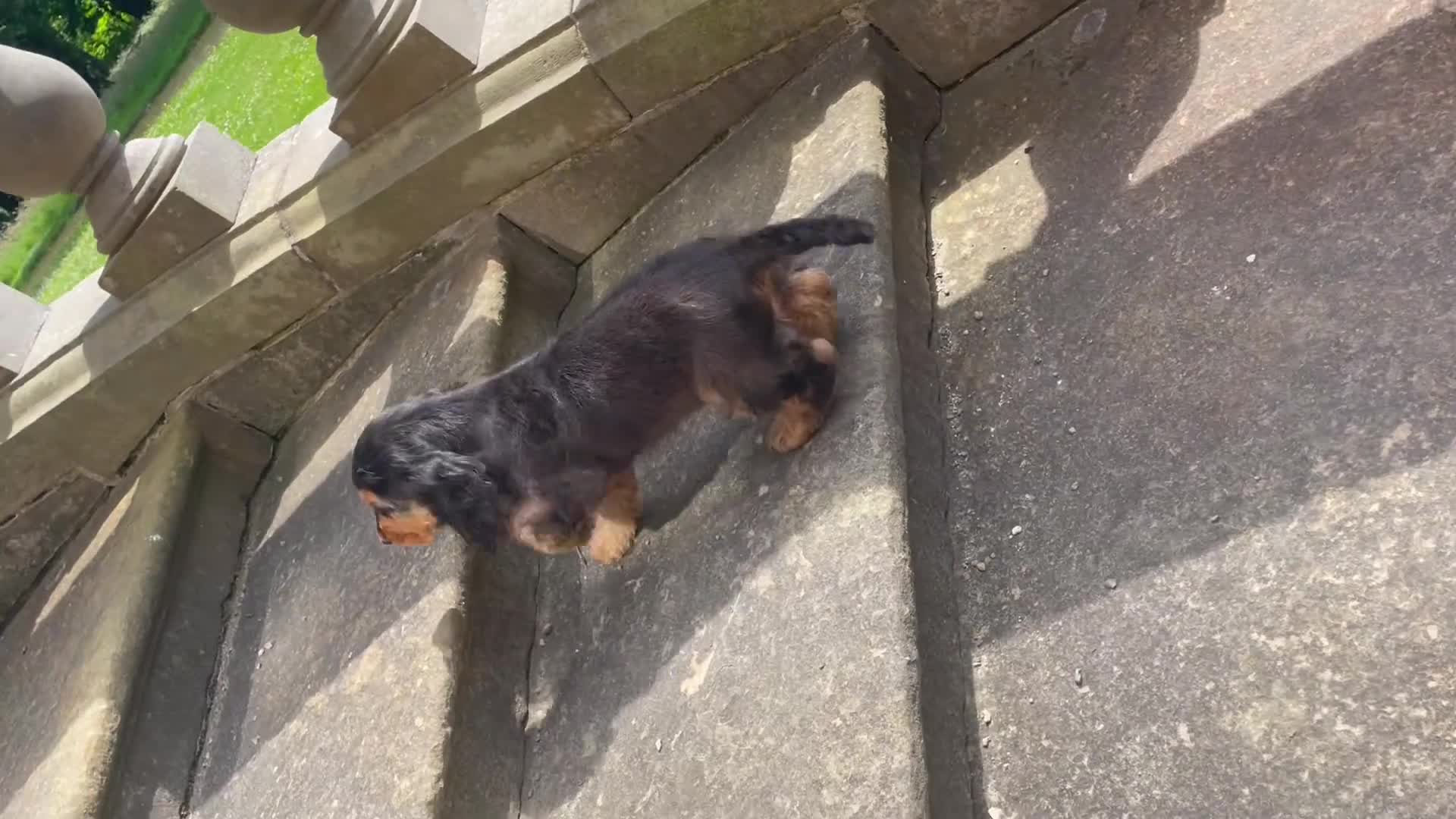 Cocker Spaniel dogs for sale: Show type cocker spaniel  in Banff - Video 1