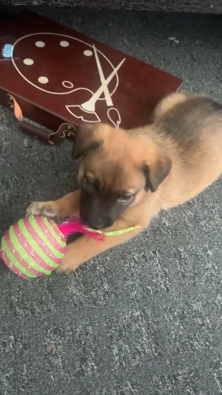 Mixed Breed dogs for sale: 2 beautiful babies left - Video 1