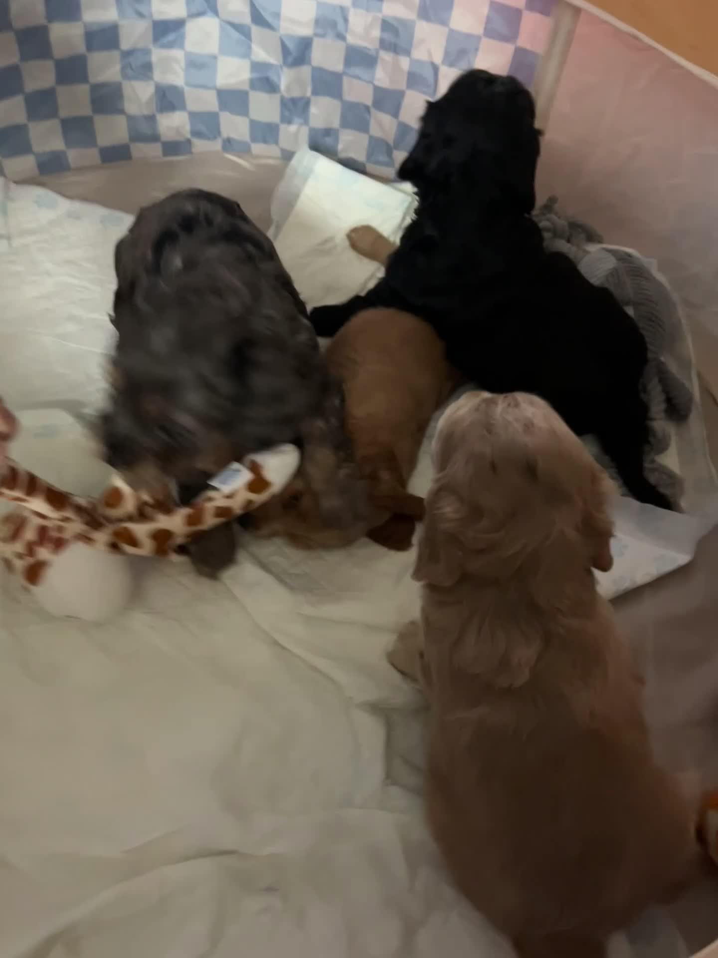 Cockapoo dogs for sale: F1b cockerpoo boy - Video 2
