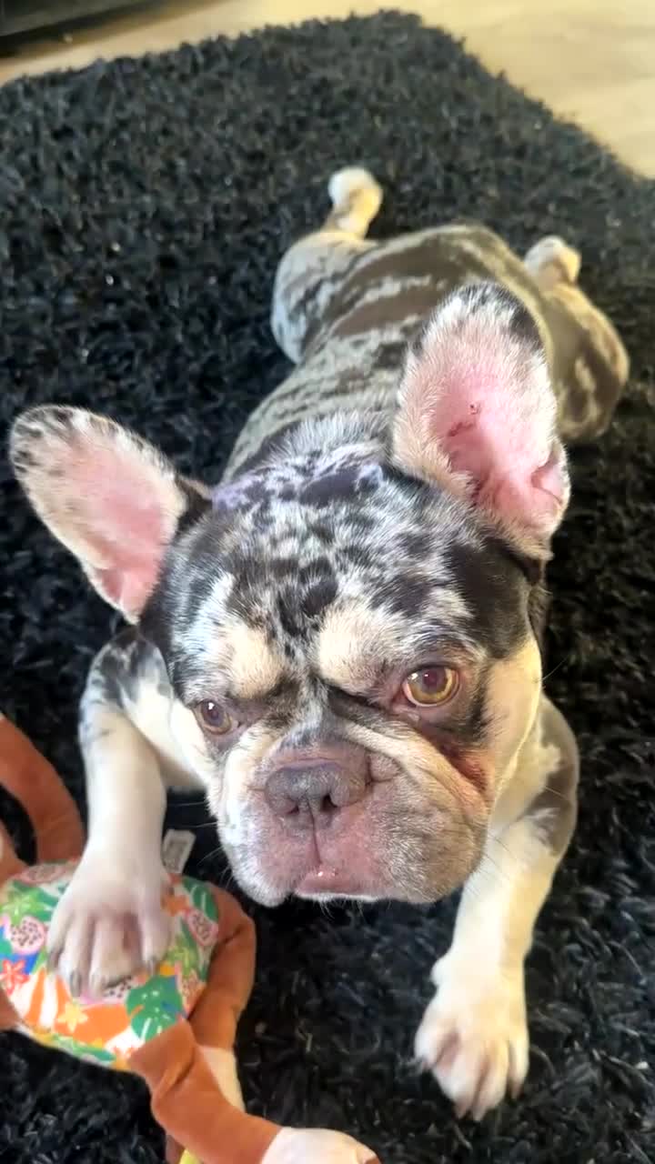 Mixed Breed dogs for sale: French Bulldog Cross in Basingstoke - Video 2