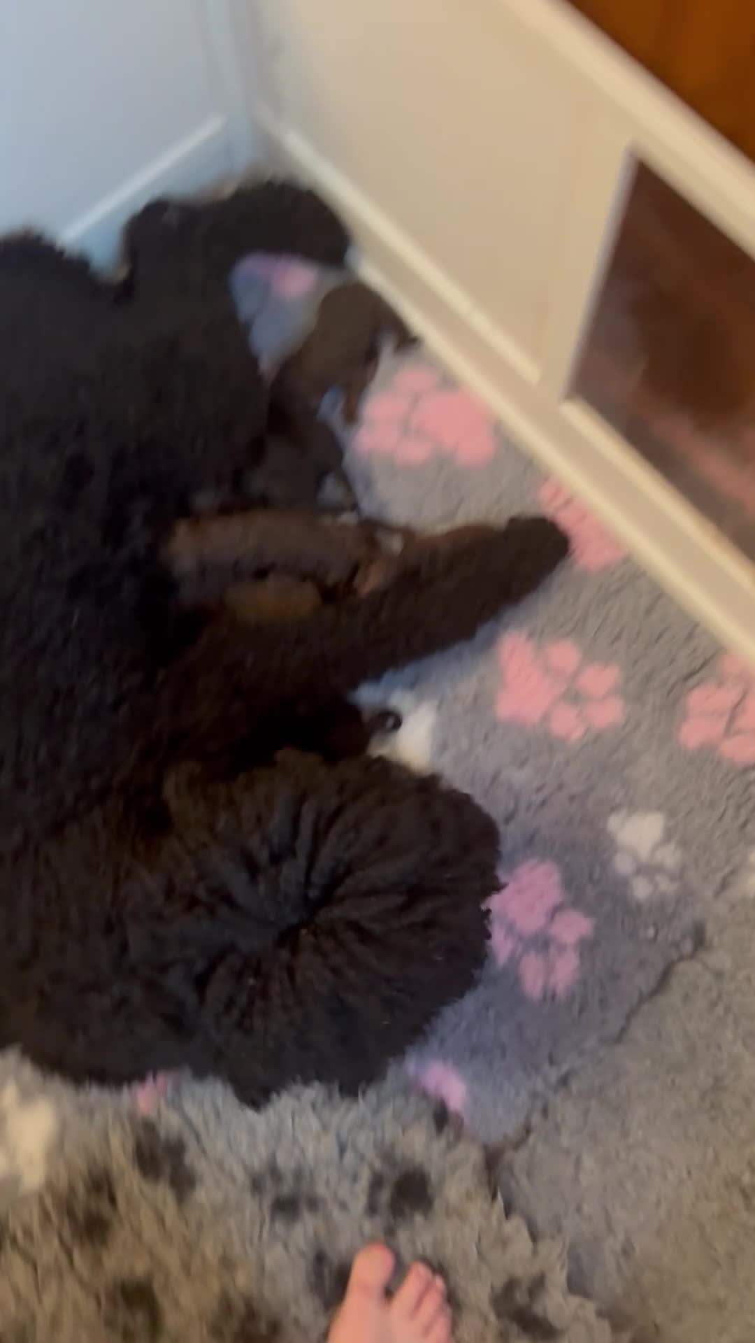 Standard Poodle dogs for sale: Standard Poodle KC Puppies Expected 19th May 2026 - Video 1