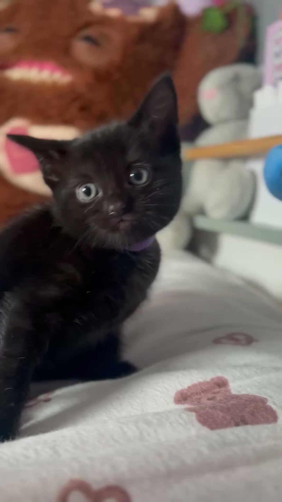 Domestic Shorthair cats for sale: Adorable black kittens  in Blackburn - Video 1