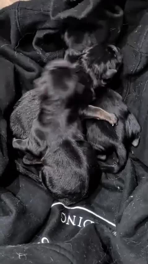 Mixed Breed dogs for sale: Stunning German shepherd mixed pups - Video 1