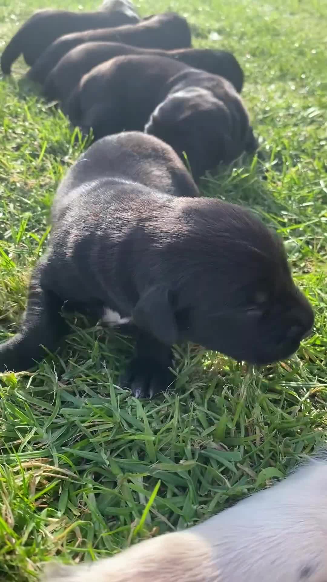 Springador dogs for sale: Stunning F1 Springerdor puppies  - Video 1