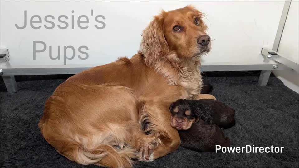 Cocker Spaniel dogs for sale: KC Reg Working Cocker Spaniels  - Video 1