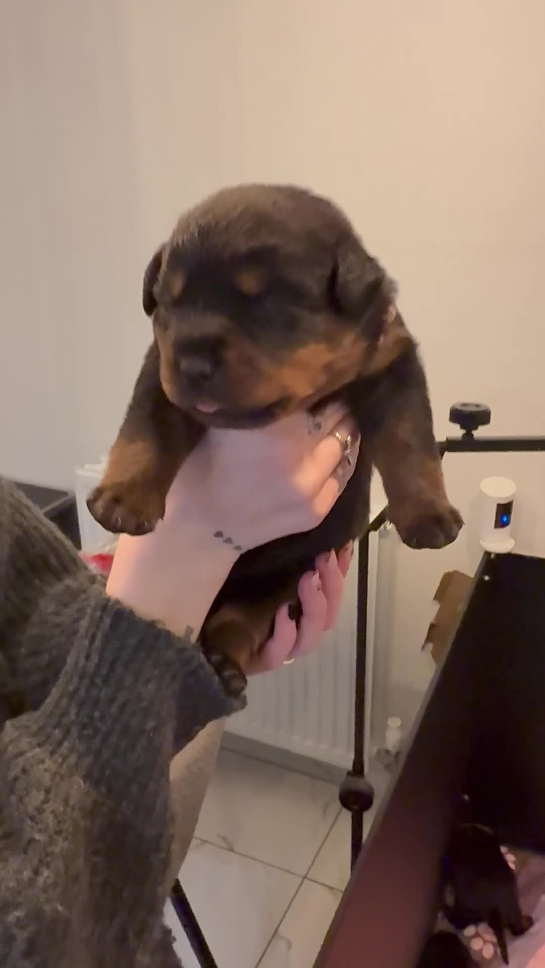 Rottweiler dogs for sale: The Warren litter! - Video 1