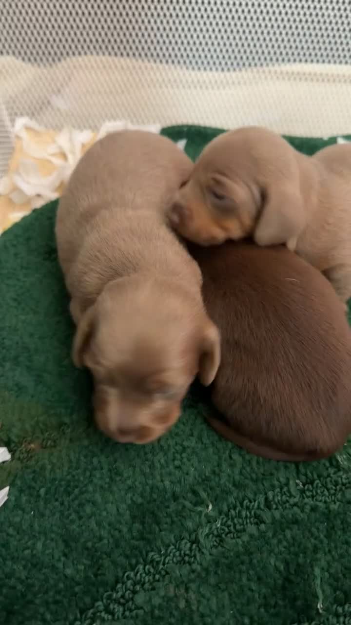 Miniature Dachshund dogs for sale: Miniature smooth haired  - Video 1