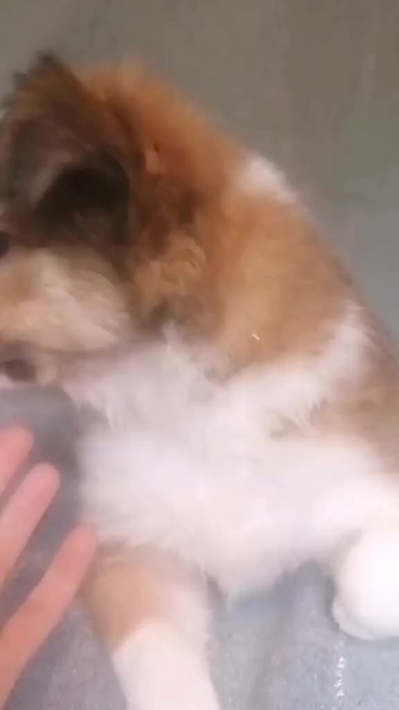 Welsh Collie dogs for sale: Pure rare Welsh red/liver/sable sheepdog pups - Video 1