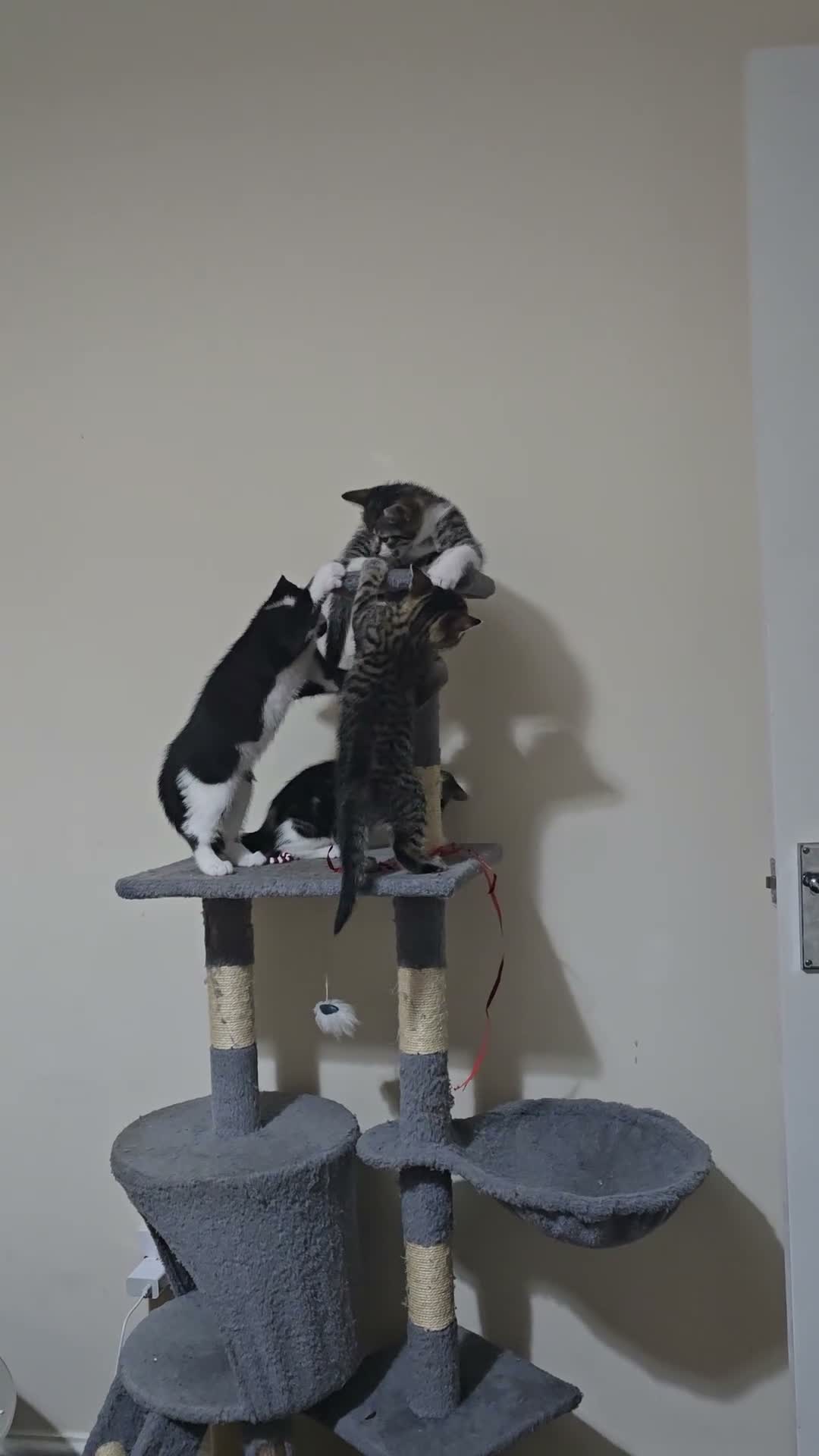 Mixed Breed cats for sale: Adorable Kittens Looking for Their Forever Homes in Derby - Video 1