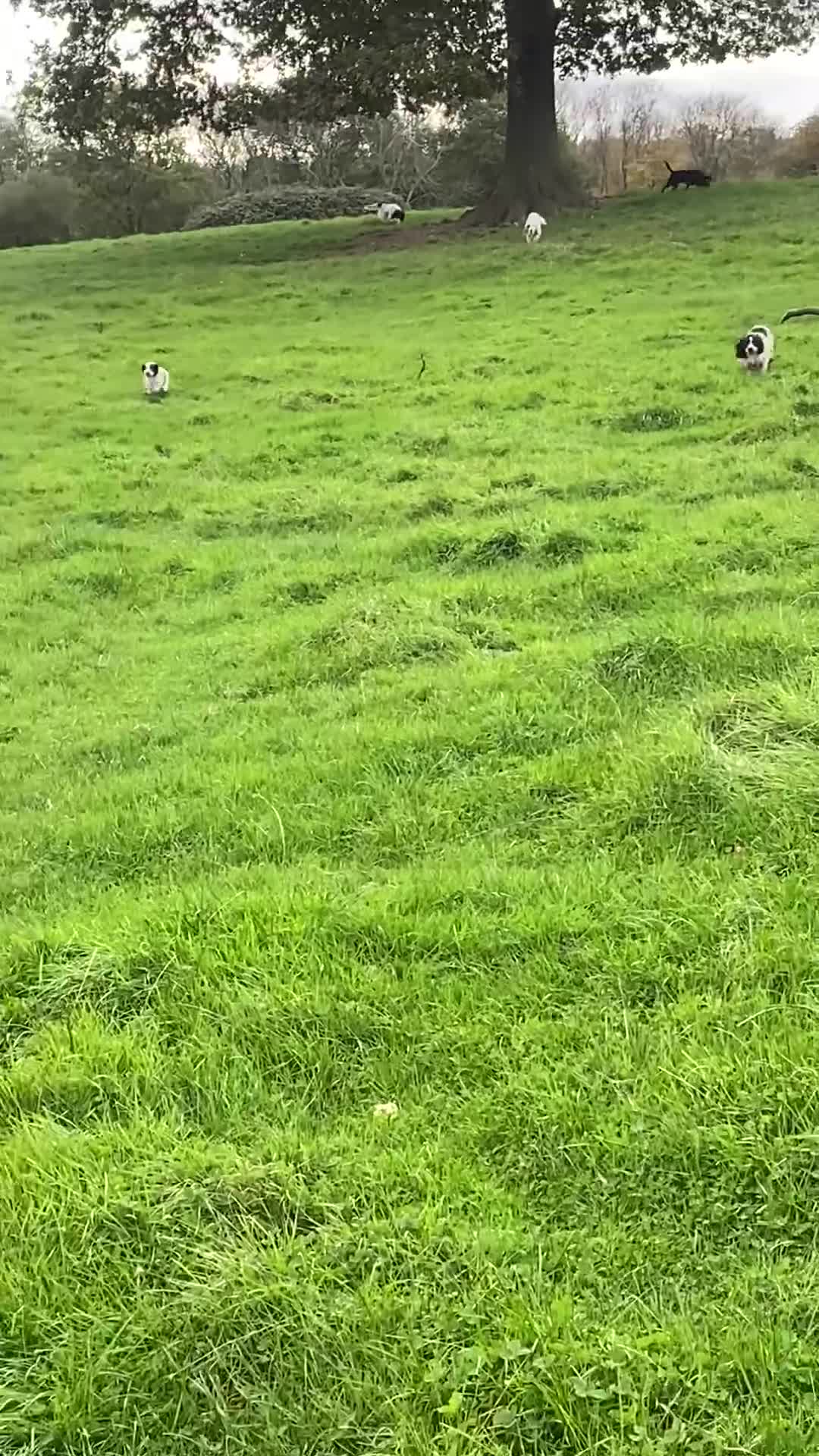 Cocker Spaniel dogs for sale: Last boy left!! - Video 2