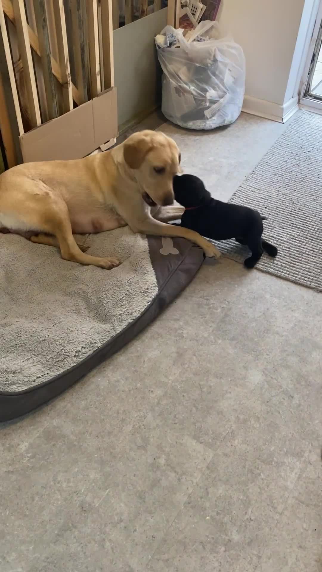 Labrador Retriever dogs for sale: Beautiful KC Registered litter of Labrador puppies in Worcester - Video 1