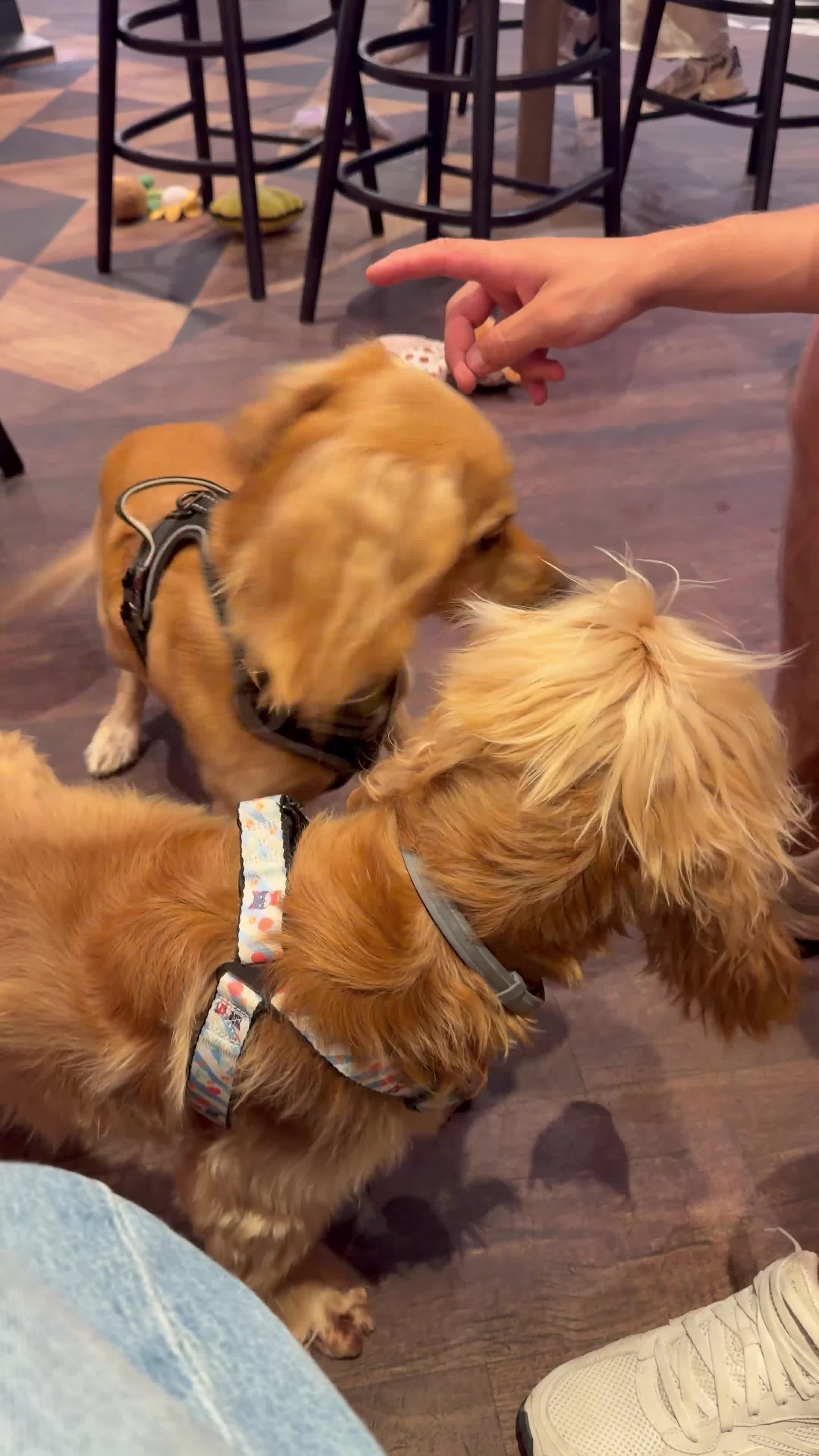 Cocker Spaniel dogs for stud: Golden Cocker Spaniel for Stud - Video 1