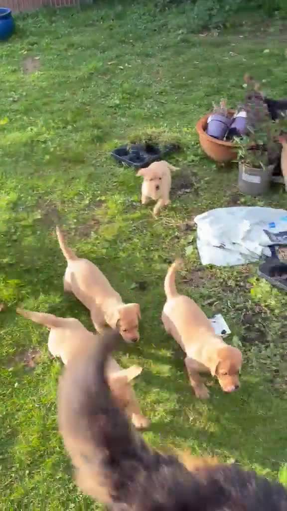 Labrador Retriever dogs for sale: 3 Labrador puppies for sale from Drakeshead lines  - Video 2