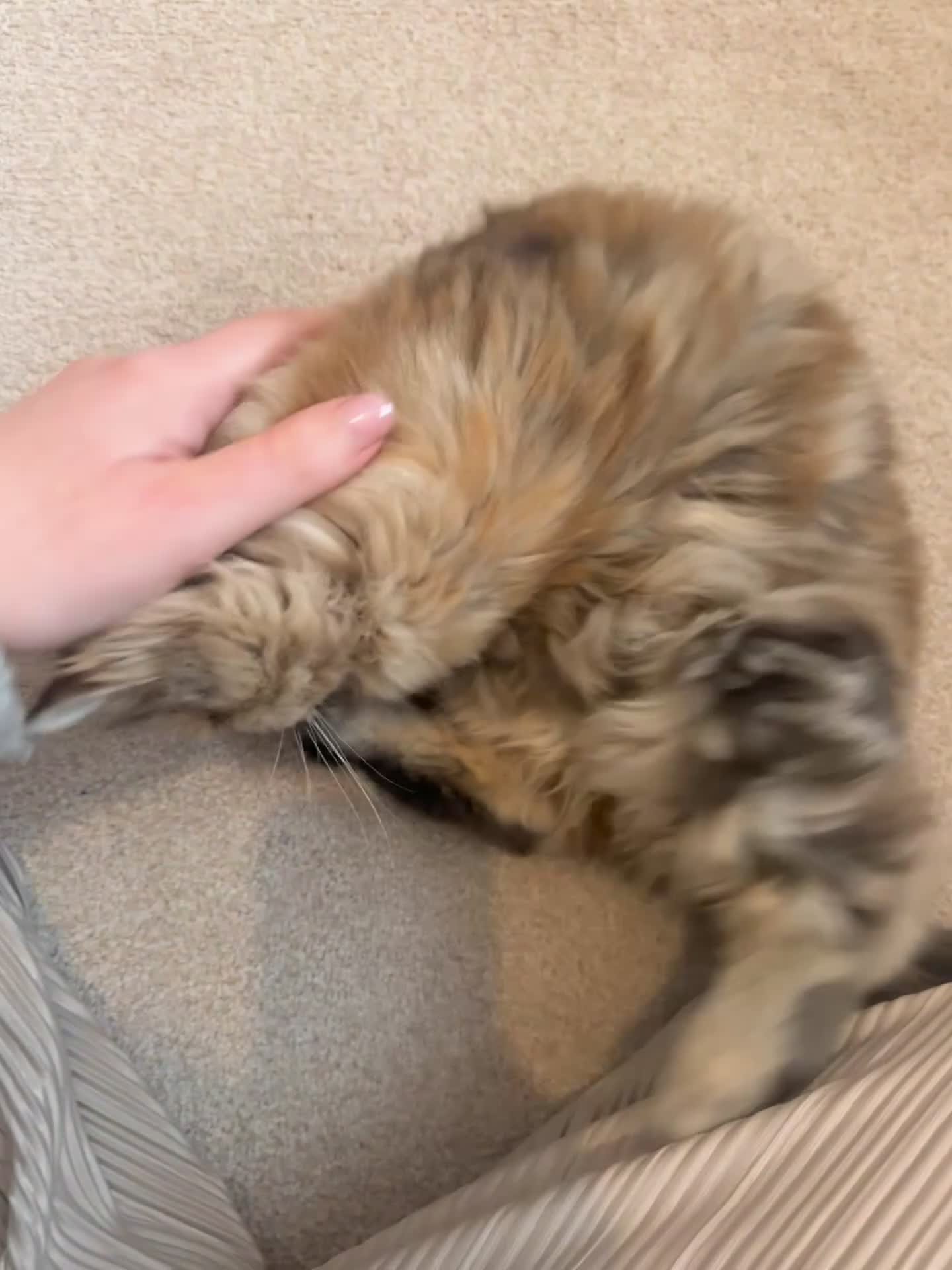 Persian cats for sale: Persian x Siberian fluffy tabby kitten - Video 1