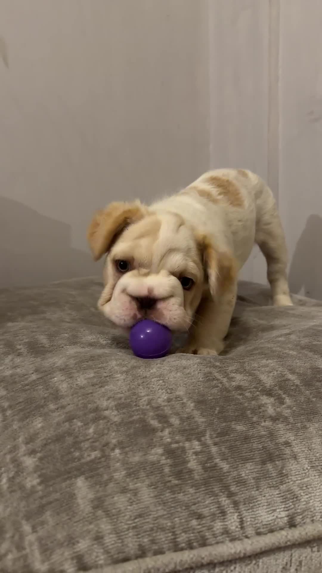 French Bulldog dogs for sale: 🌟 Last Beautiful French Bulldog Puppy Available  - Video 1