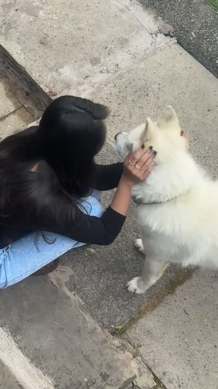 Akita dogs for sale: Japanese Akita in Batley - Video 1