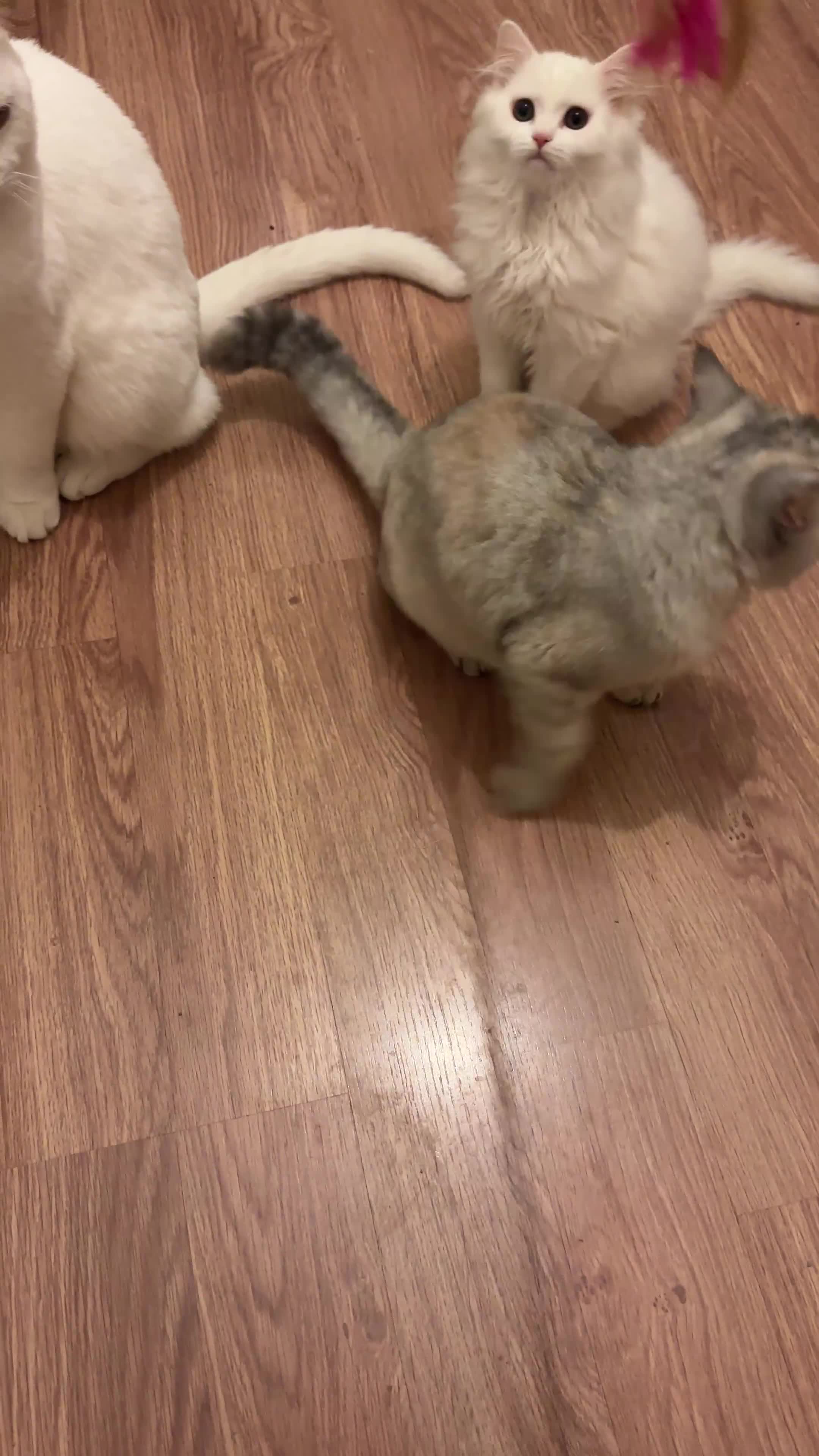 British Shorthair cats for sale: Gorgeous British Longhair & Shorthair Kittens - Video 1