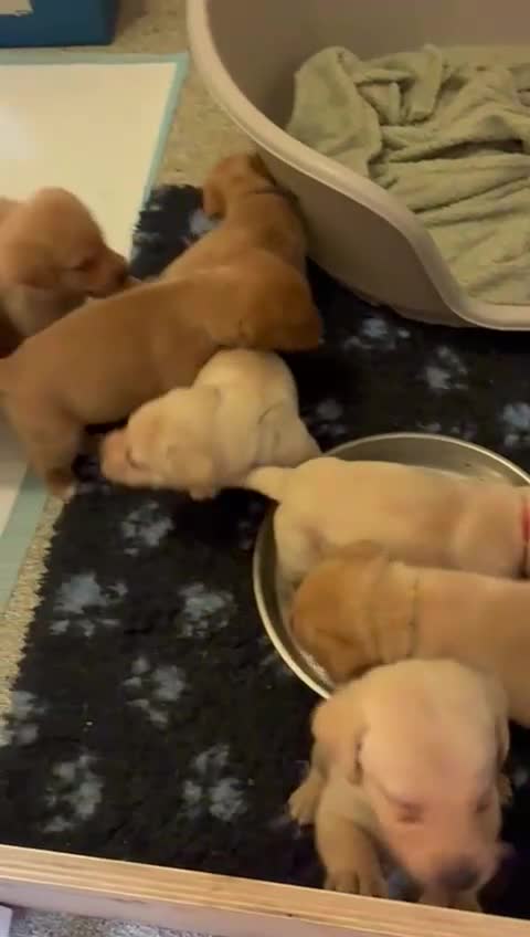 Labrador Retriever dogs for sale: KC Reg Yellow Lab Puppy - Video 1