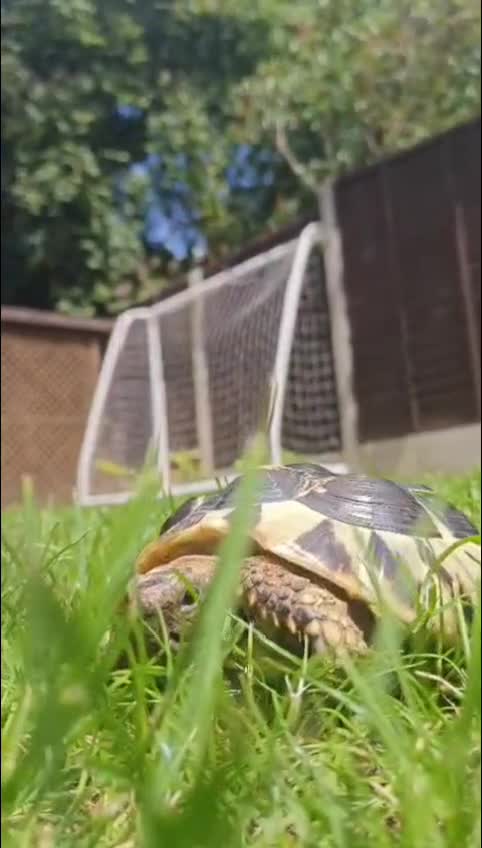 Hermann Tortoise reptiles for sale: Hermanns Tortoise - Leonardo in London - Video 1