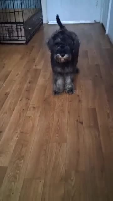 Miniature Schnauzer dogs for sale: Adorable Miniature Schnauzer Puppies for Sale - Video 1