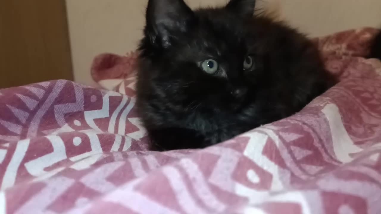 Mixed Breed cats for sale: 3 Kittens  - Video 3