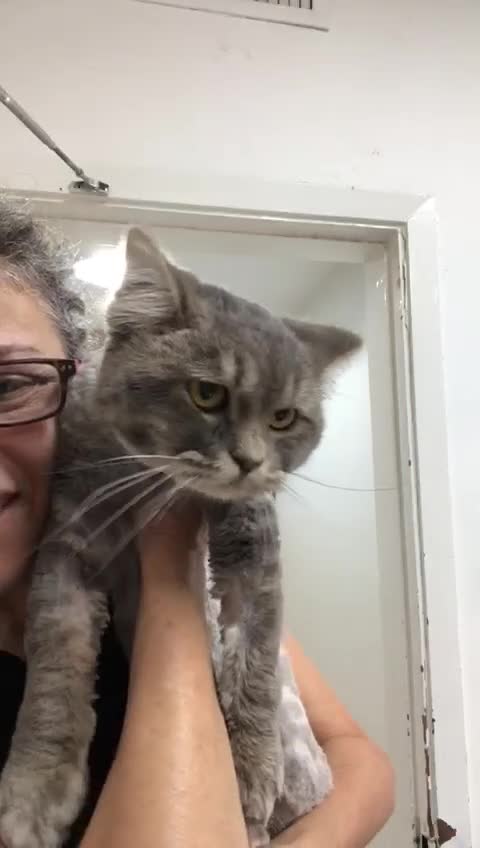 Mixed Breed cats for adoption: SHADOW - MIX PERSIAN  GROOMED NEUTERED - Video 3