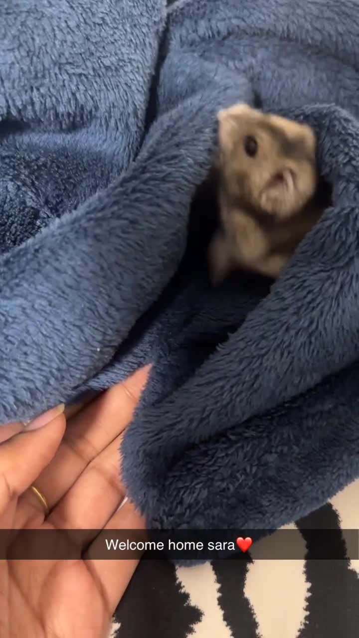 Hamster rodents for sale: Female Russian dwarf hamster looking for a newhome - Video 1